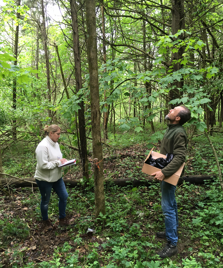 Alisha Singleton and Steve Sullivan are assessing an ash tree and writing information