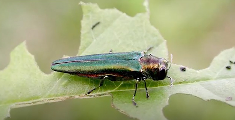 emerald ash borer beetle