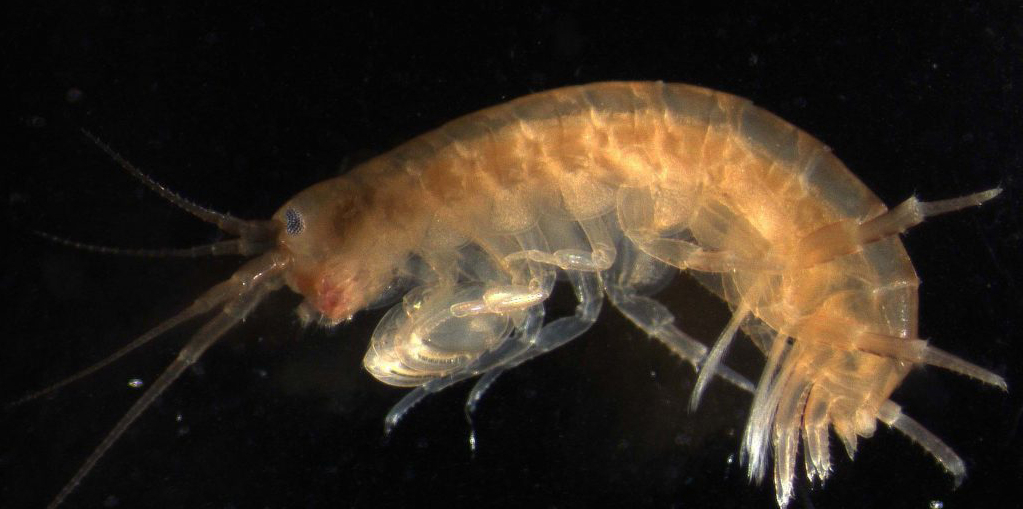 The tiny shrimp-like crustacean Parhyale has a body plan similar to insects. Miami researchers found that Parhyale have gene networks similar to insect wing gene networks, shedding light on the origin of insect wings. 