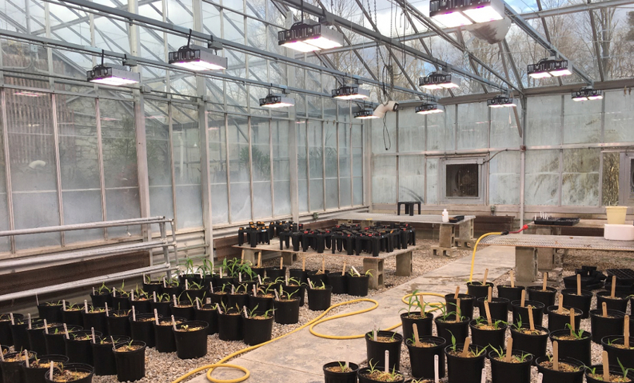 corn plants in greenhouse