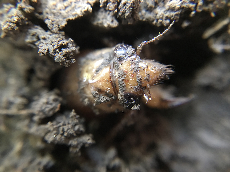 cicada nymph close up