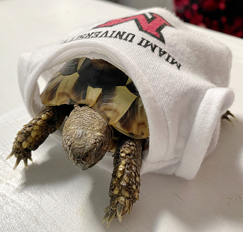 a small tortoise inside a miami t shirt