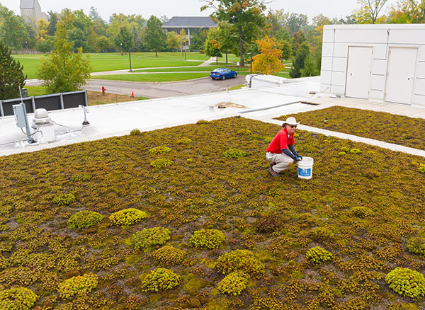 jay hammer works on the green roof