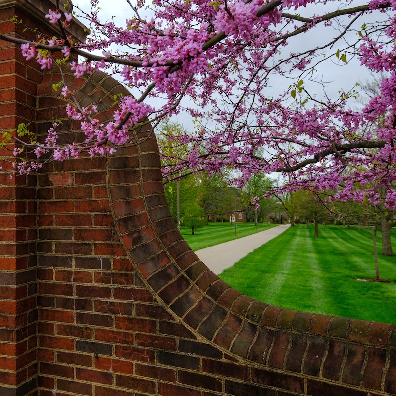 Miami slant walk in the spring amidst red bud trees blooming