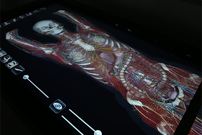 anatomical view of the human body