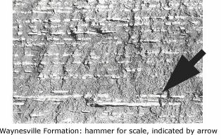 1974 Waynesville Formation roadcut showing thin limestone layers within the shale