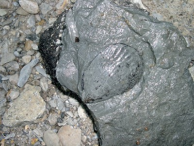 Pelecypod fossils