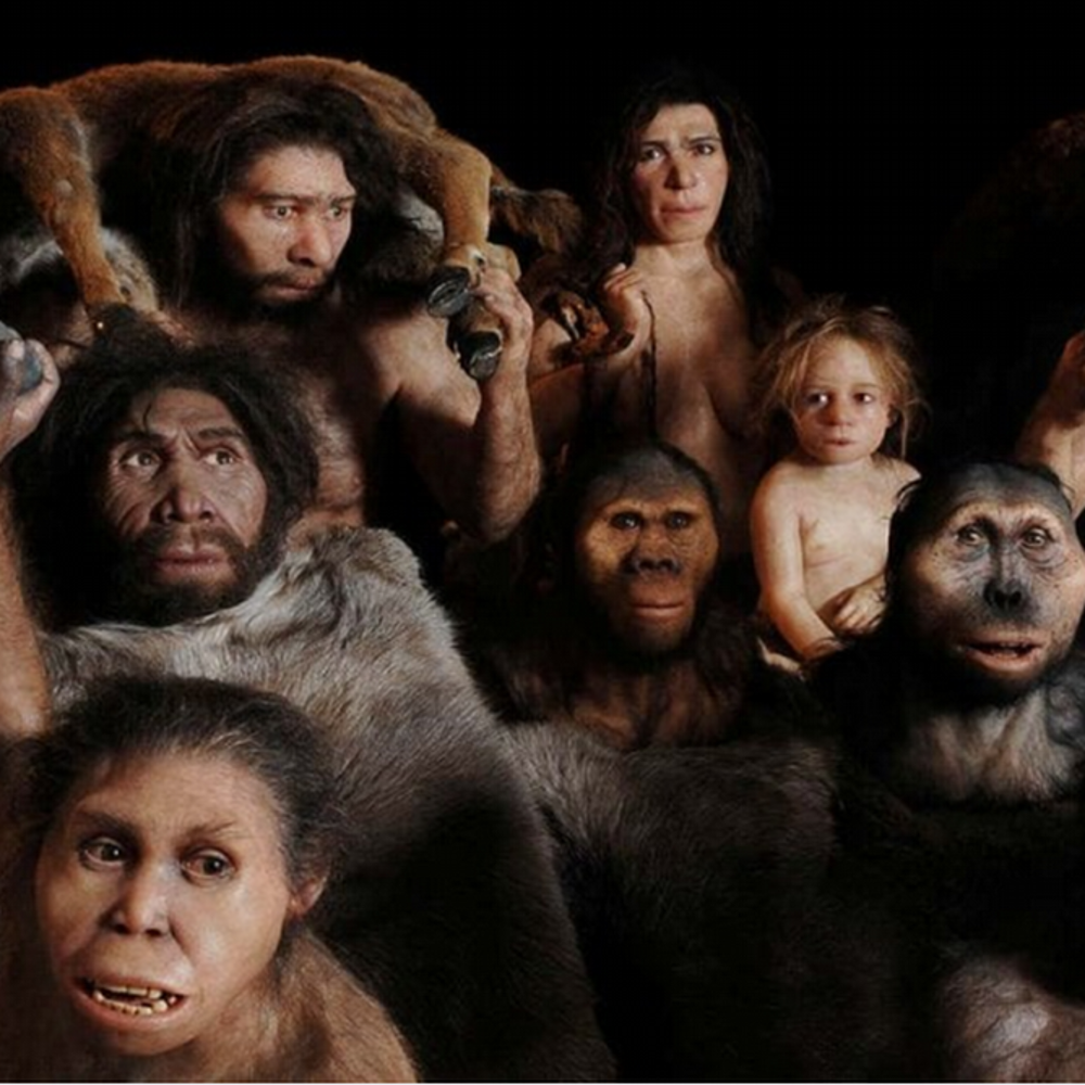 A group of ancestors of homo sapiens that look similar to humans but have more privative traits like strong eyebrows and excess hair.