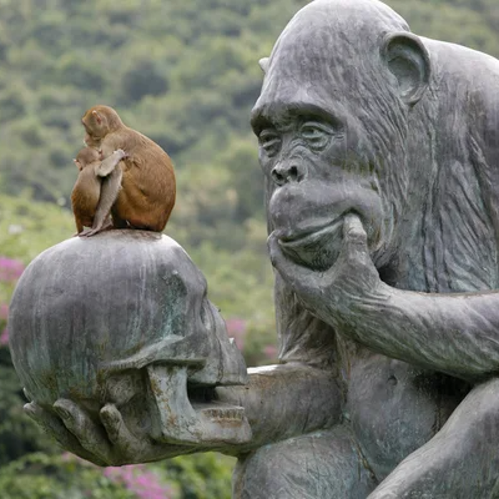 Chimpanzee holding a skull, reminiscent of "the thinker" statue.