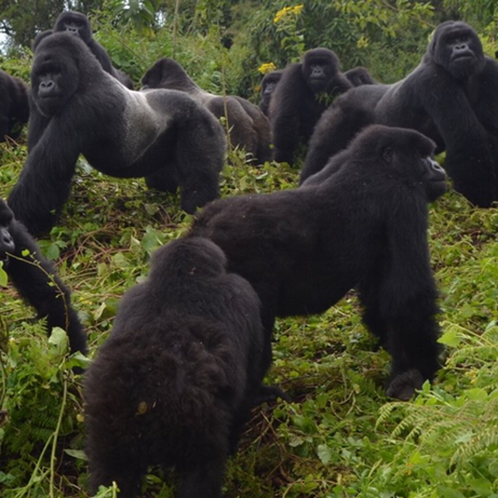 A pack of 9 gorillas in the dense brush of the jungle.