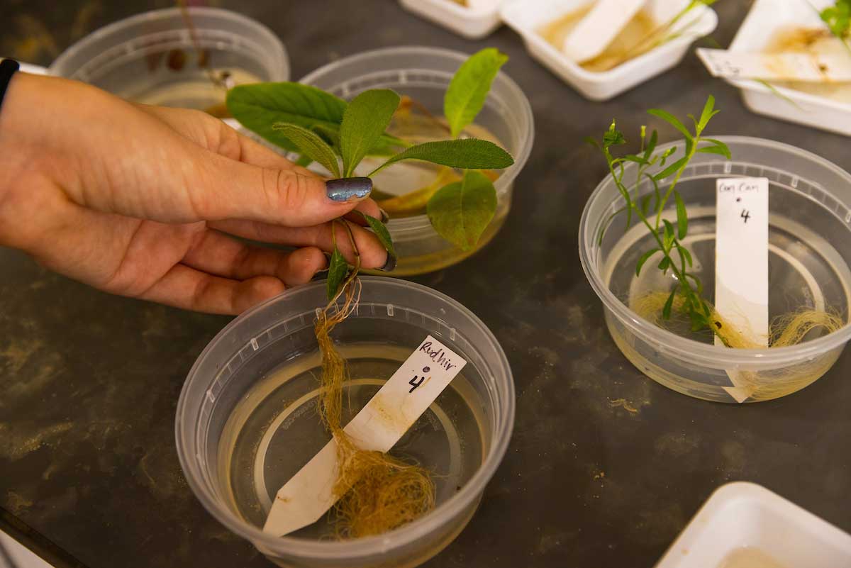Researcher propagating plants in petri dish