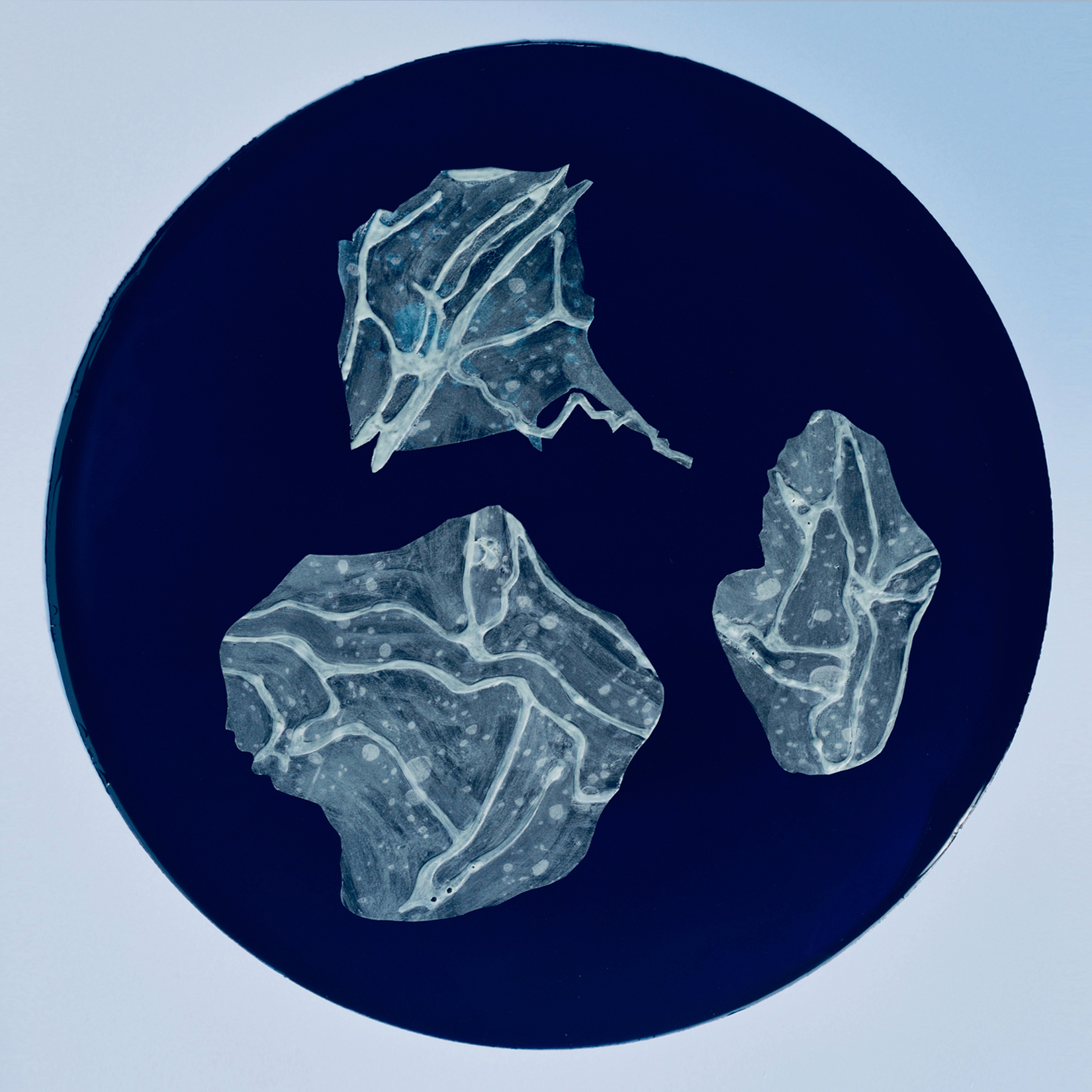 Bioluminescent Lingulodinium dinoflagellate