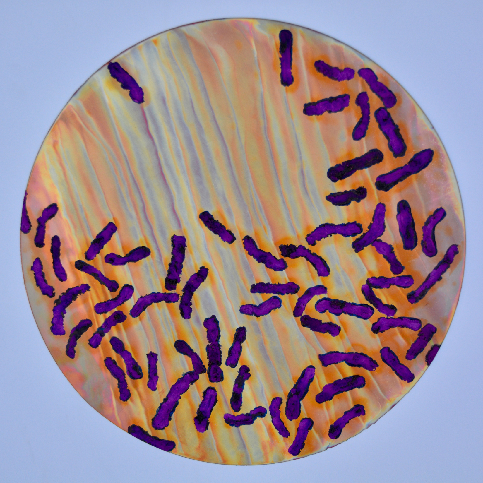 Purple bacteria