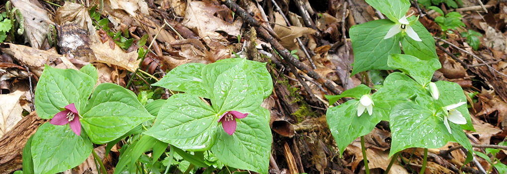 Trilliums on the forest floor