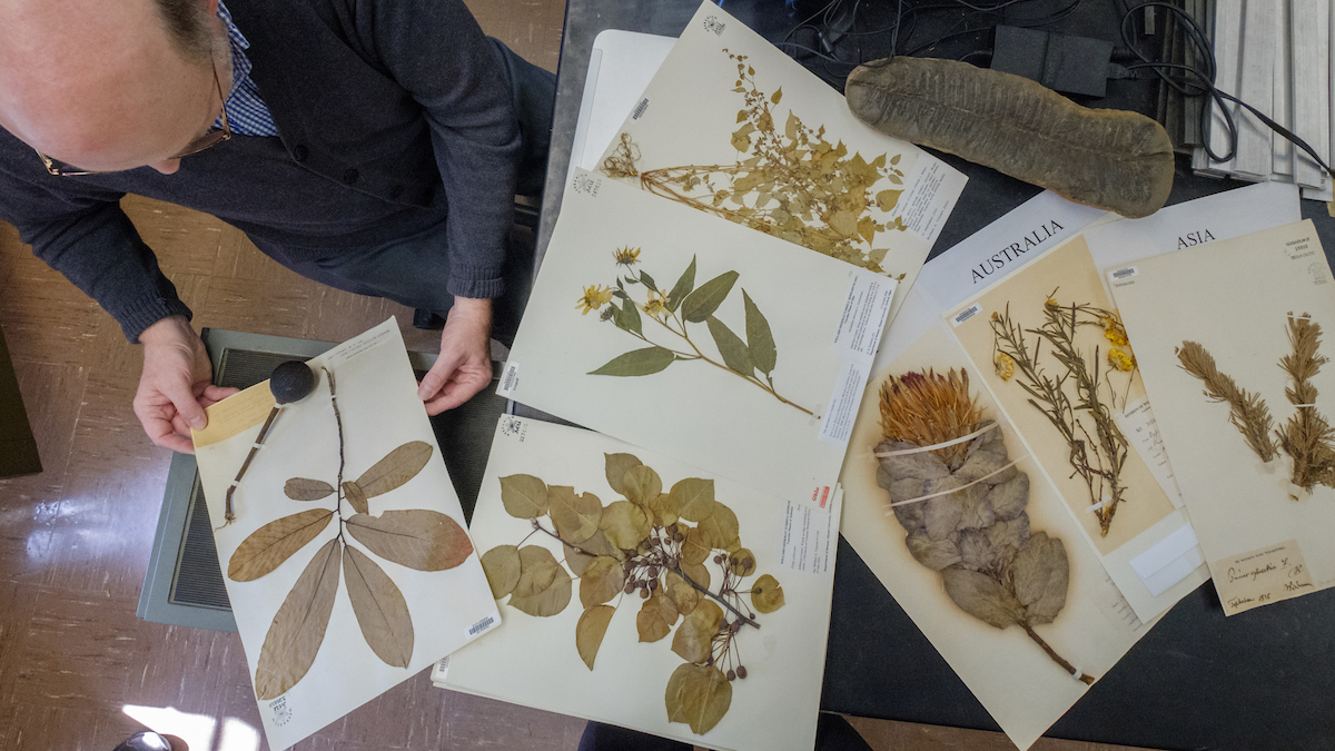 view of different leaf specimens from regions around the world