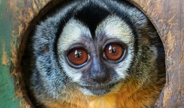 Owl monkey (Aotus spp.), Brazil
