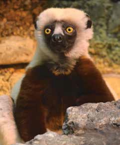 it's a lemur