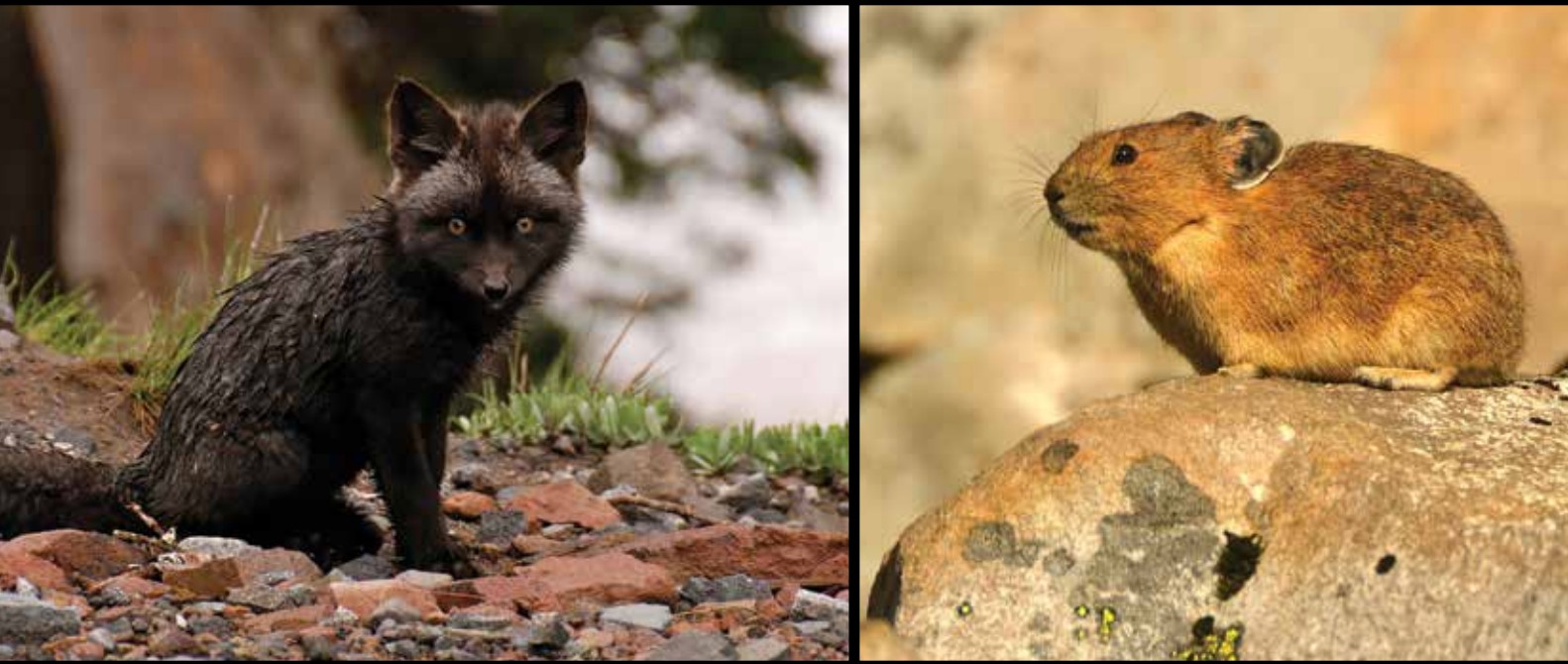 animals side by side