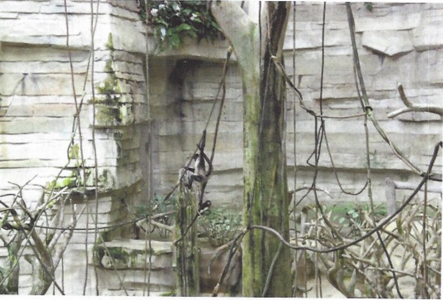 tree and rocks