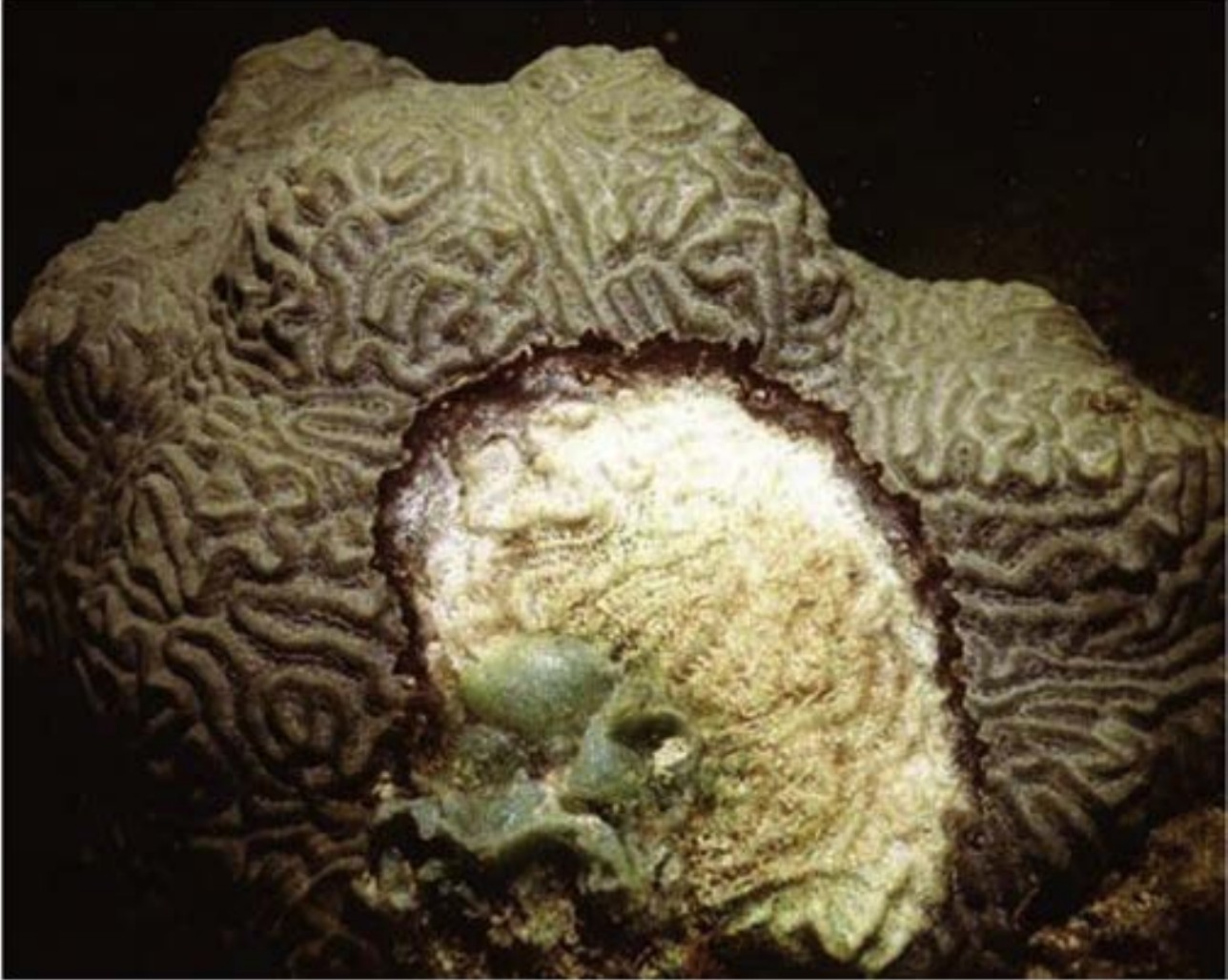 turtle shell