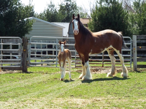 horses