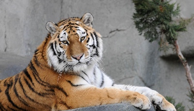 Tiger from the Chicago Zoological Society
