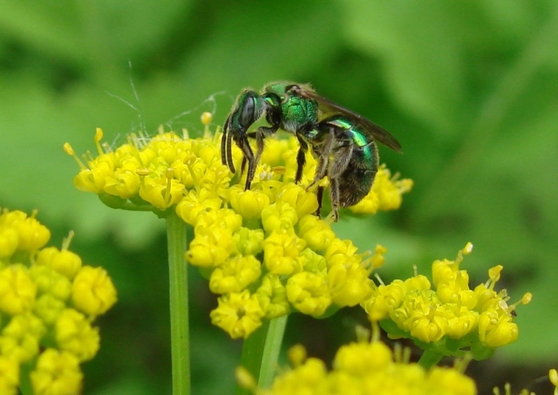 Augochlorella sp.  Photo by: J. Ascher