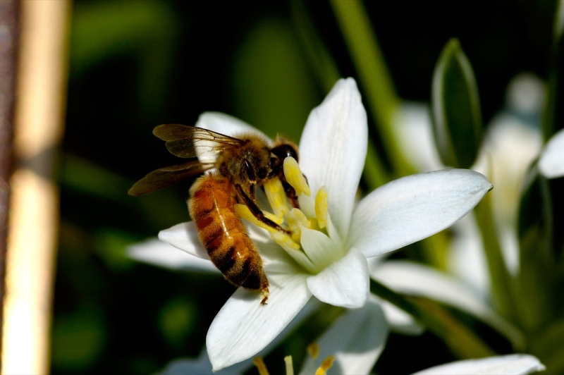 Honey bee  Photo by: P. Ersts