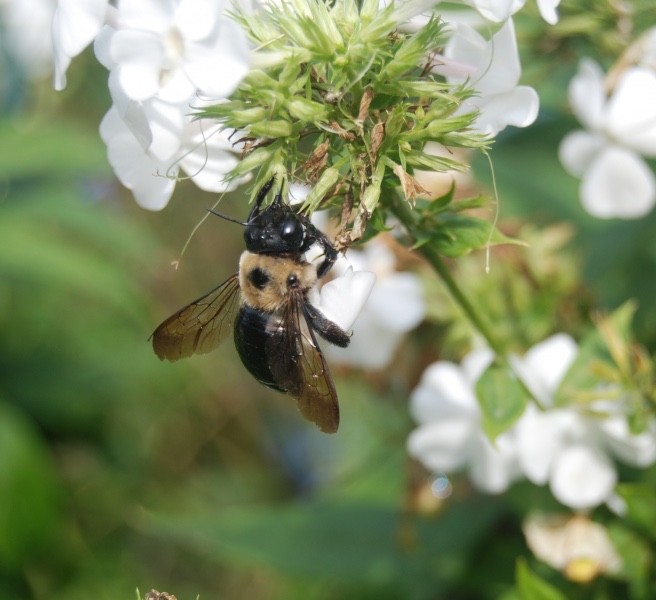 Large Carpenter Bee (Xylocopa virginica) Photo by: E. Johnson