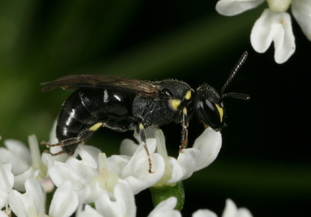 Yellow-faced Bee (Hylaeus sp.) Photo by: S. Nanz