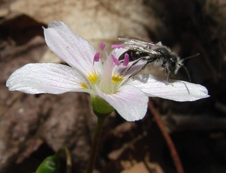 Spring Beauty Bee (Andrena eriginaea) on Spring Beauty flower (Claytonia virginica). Photo by J. Ascher