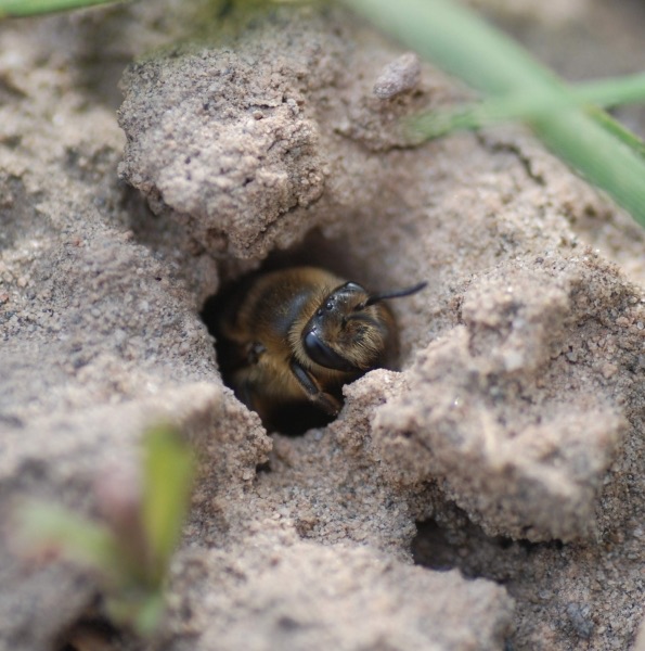 Colletes inaequalis Photo by: E. Johnson