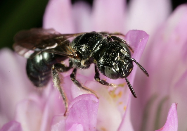 Ceratina sp.  Photo by: S. Nanz