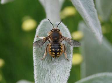 Wool carder bee (Anthidium manicatum) Photo by: E. Johnson