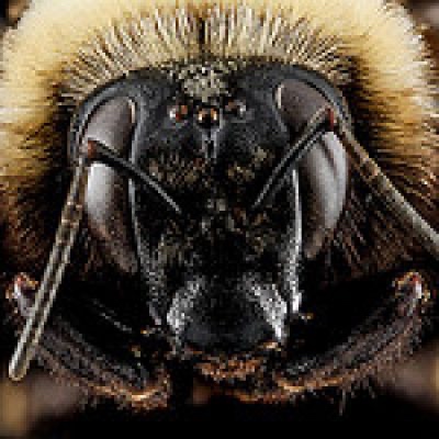 Up-close bee image