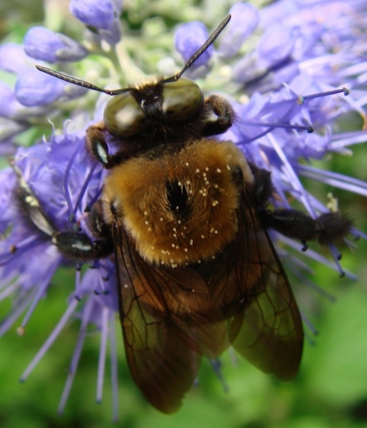 Carpenter Bee (Xylocopa virginica). Photo by: J. Ascher