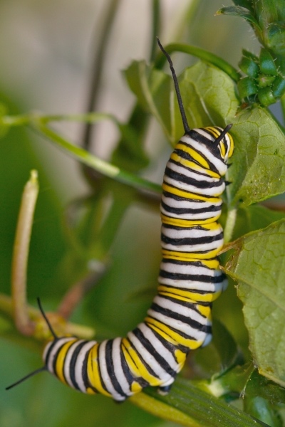 Monarch Caterpillar (Larvae of the monarch butterfly. Photo by: R.E. Poplin)
