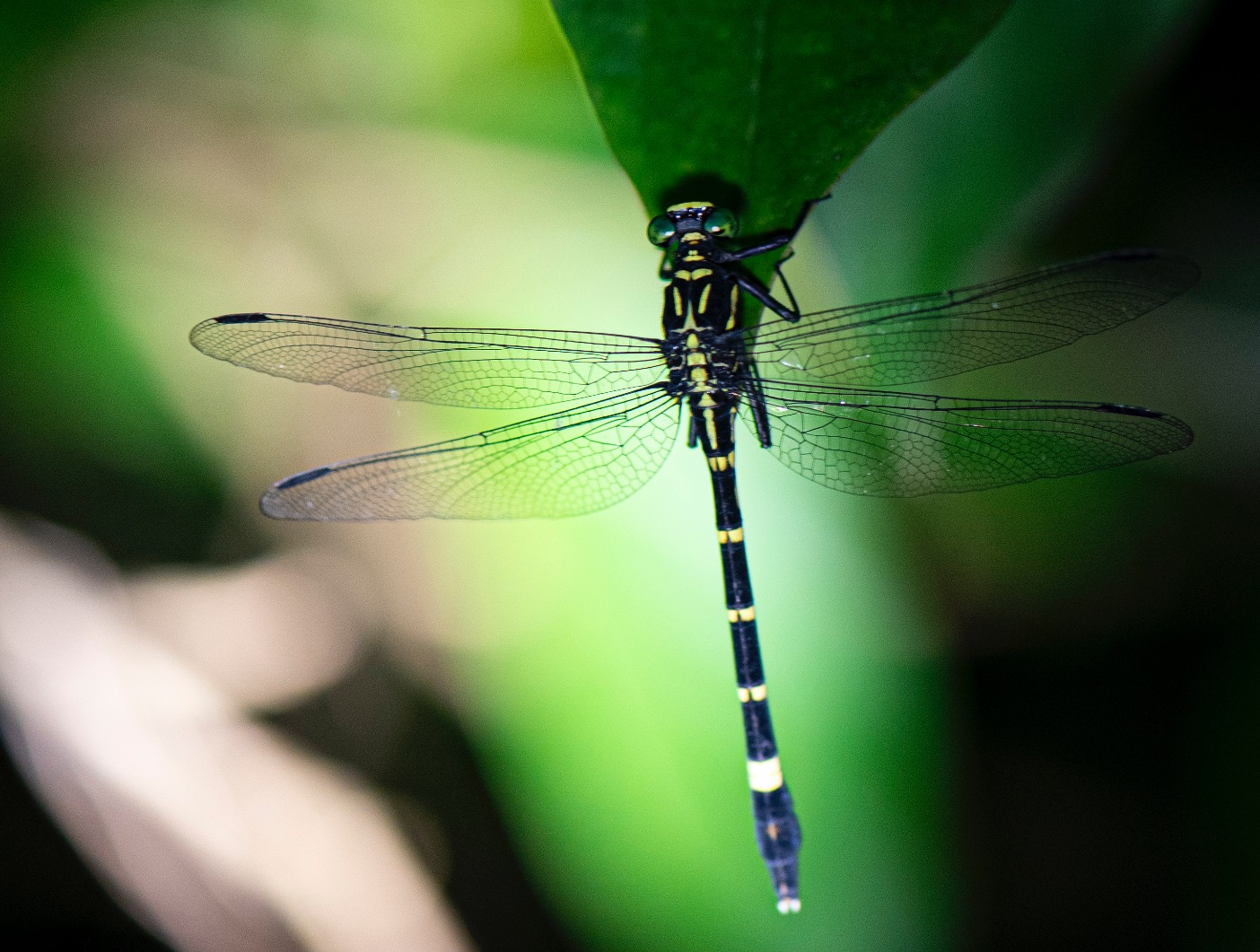 Dragonfly sun basking on a green leaf.