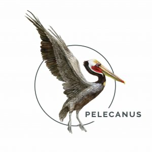 Pelecanus In. logo.