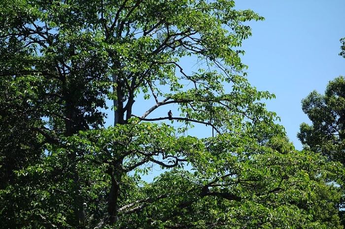 Stephanie Quihuiz on an Earth Expeditions trip to Borneo