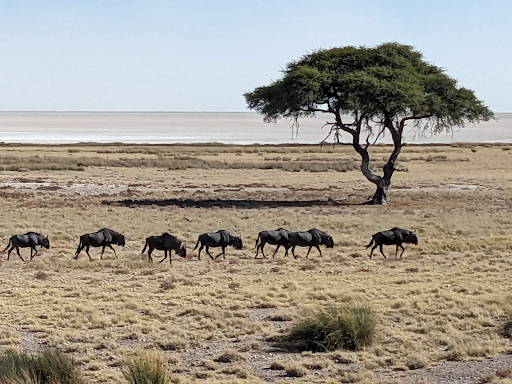 Wildebeest trekking across the savanah