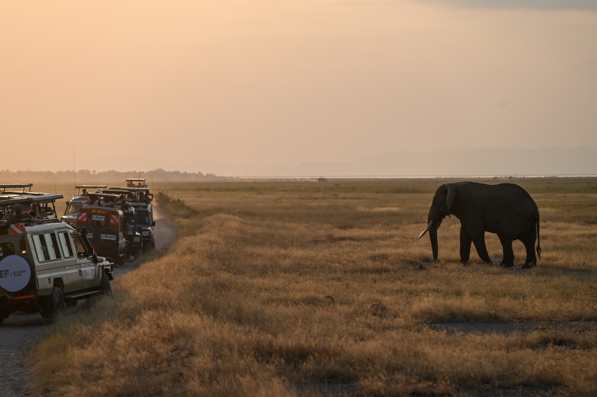 An elephant watching a group of vehicles going past it.