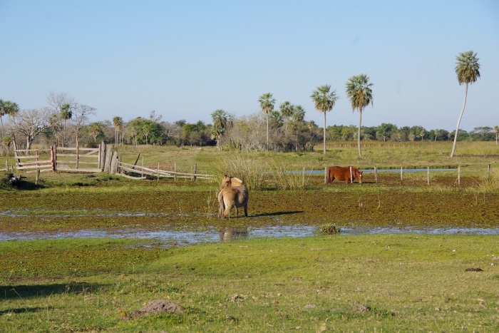Wetland compatible farming in Neembucu wetland, Paraguay