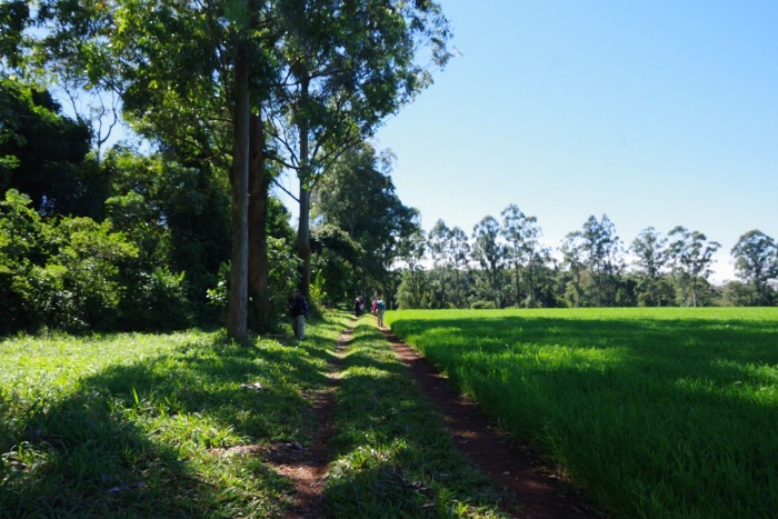Upper Parana Atlantic Forest on the left, cover crop for soybeans on the right.