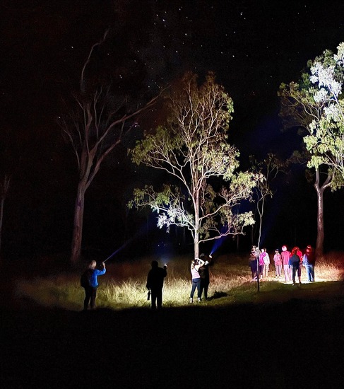 Students looking up to the trees with flashlights.