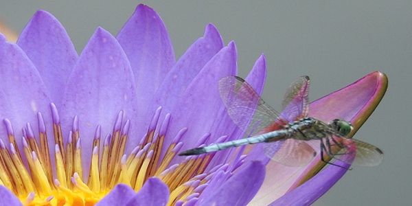 Dragonfly on a purple flower