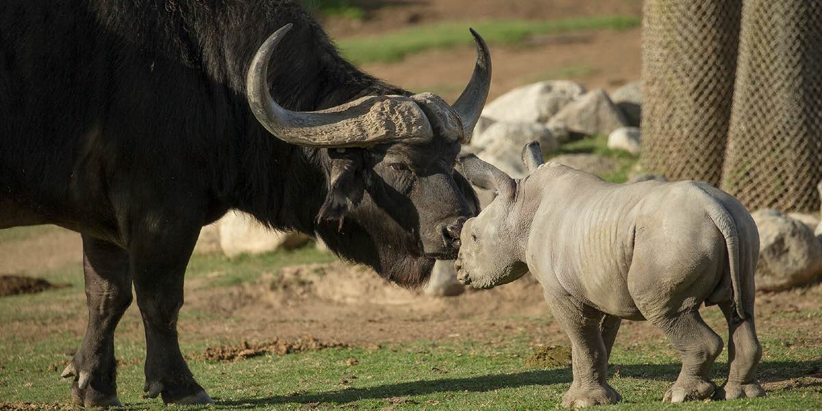 Wildebeest and baby rhino