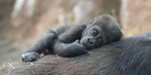 Baby gorilla on it's mothers stomach