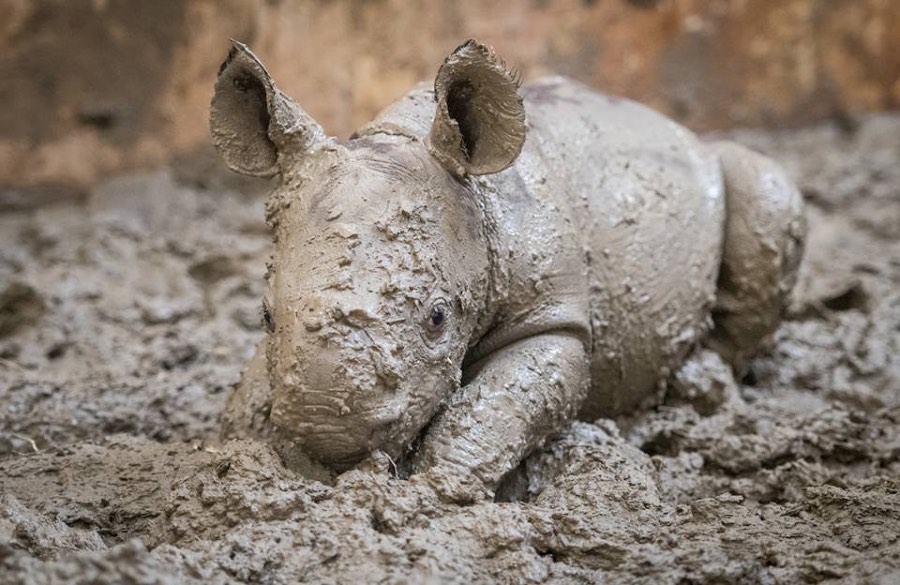 A baby rhino playing in the mud