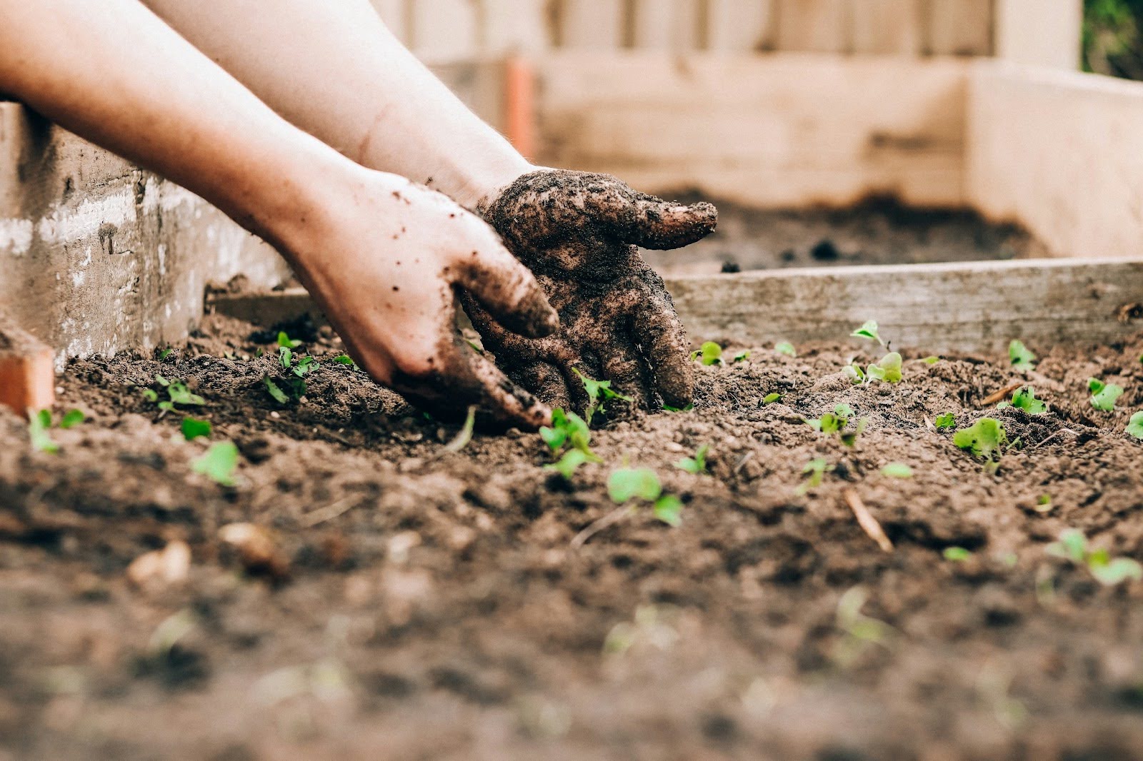 A hand planting plants in the soil.